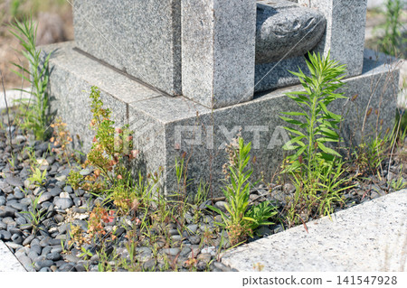 Grave weed Grave weed 141547928