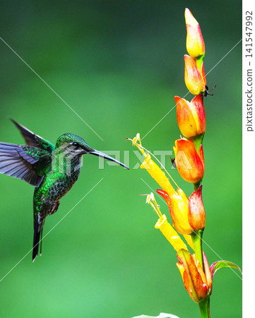 一隻綠冠蜂鳥正在吸食花蜜。 一隻綠冠蜂鳥正在吸食花蜜。 141547992