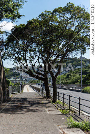 The pedestrian walkway and road leading to the bridge are bathed in dappled sunlight filtering through the trees on a clear, sunny day. The pedestrian walkway and road leading to the bridge are bathed in dappled sunlight filtering through the trees on a clear, sunny day. 141548116