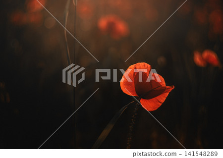 Single red poppy flower in warm sunset light 141548289