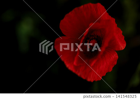 Close-up of a vibrant red poppy flower on a dark background Close-up of a vibrant red poppy flower on a dark background 141548325