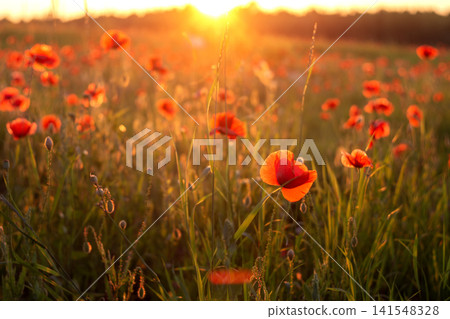 Field of red poppies at sunset Field of red poppies at sunset 141548328
