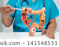 Colorectal cancer, doctor holding intestine colon human anatomy model. 141548533