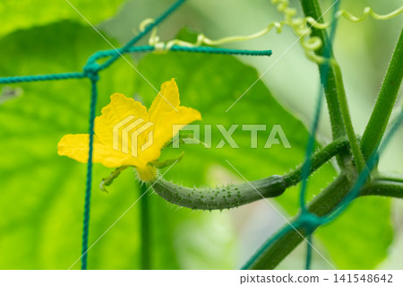 Cucumber flowers Cucumber flowers 141548642