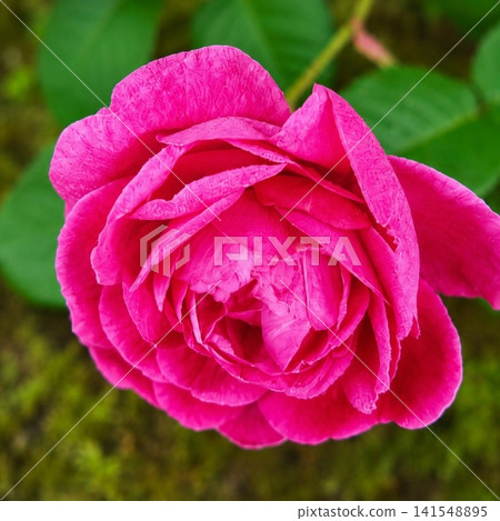 粉紅玫瑰 粉紅玫瑰 141548895