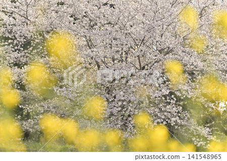 Cherry blossoms and rape blossoms Cherry blossoms and rape blossoms 141548965