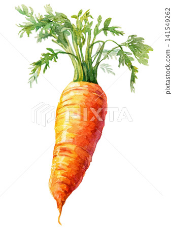 carrot carrot 141549262