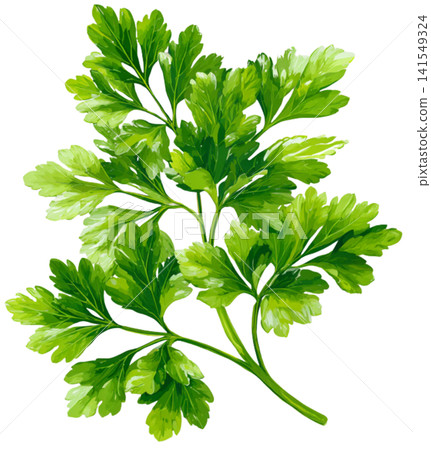 Celery Celery 141549324