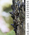 The dwarf sac fungus that grows on decaying wood 141549404