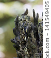 The dwarf sac fungus that grows on decaying wood 141549405