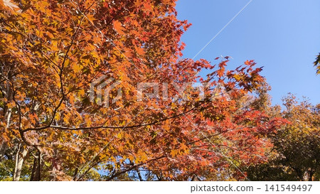 紅橙相間的楓葉在晴朗的秋空中格外醒目(秋葉景色) 紅橙相間的楓葉在晴朗的秋空中格外醒目(秋葉景色) 141549497