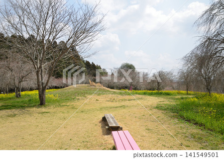 Oyake Tumulus Cluster "Rape Blossom and Cherry Blossom Festival" #21 Oyake Tumulus Cluster "Rape Blossom and Cherry Blossom Festival" #21 141549501