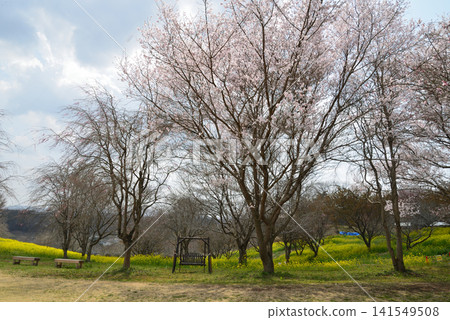 Oyake Tumulus Cluster "Rape Blossom and Cherry Blossom Festival" #28 Oyake Tumulus Cluster "Rape Blossom and Cherry Blossom Festival" #28 141549508