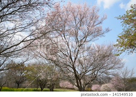 Oyake Tumulus Cluster "Rape Blossom and Cherry Blossom Festival" #30 Oyake Tumulus Cluster "Rape Blossom and Cherry Blossom Festival" #30 141549510