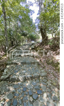 Stone steps leading to a forest of fresh greenery and sunlight filtering through the trees Stone steps leading to a forest of fresh greenery and sunlight filtering through the trees 141549513