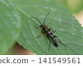 Yotsusujihana long beetles 141549561
