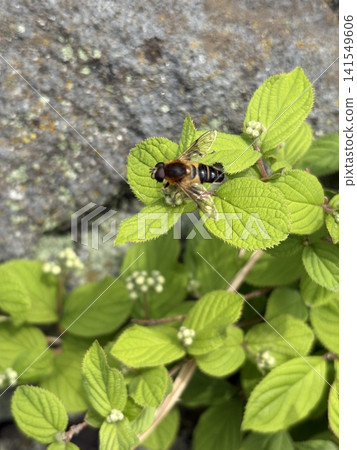 A bee takes a rest among pale green herbs blooming beside the concrete. A bee takes a rest among pale green herbs blooming beside the concrete. 141549606