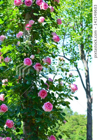 Rose Climbing History (History, Cl.) Climber Rose Climbing History (History, Cl.) Climber 141549683