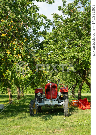 Red vintage agricultural tractor parked in a green fruit orchard on a sunny summer day Red vintage agricultural tractor parked in a green fruit orchard on a sunny summer day 141551002