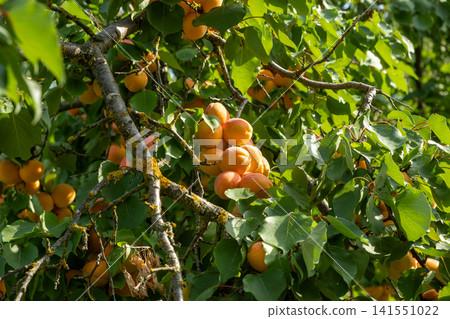 Ripe Apricots Growing on Tree Branches in Sunny Orchard Ripe Apricots Growing on Tree Branches in Sunny Orchard 141551022
