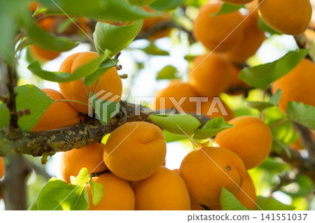 Ripe Apricots Growing on Tree Branches in Sunny Orchard Ripe Apricots Growing on Tree Branches in Sunny Orchard 141551037