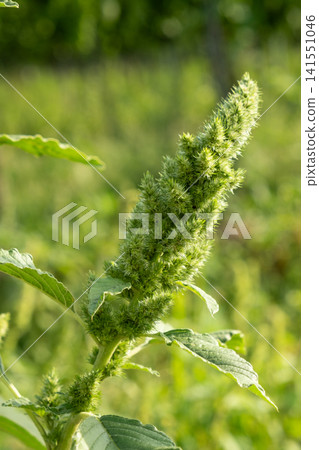 Green amaranth plant growing in a field on a sunny day Green amaranth plant growing in a field on a sunny day 141551046