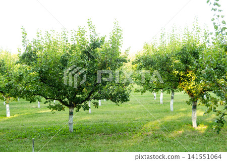 Well Maintained Apricot Orchard After Fruit Harvest Well Maintained Apricot Orchard After Fruit Harvest 141551064