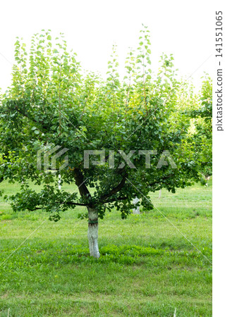 Well Maintained Apricot Orchard After Fruit Harvest 141551065
