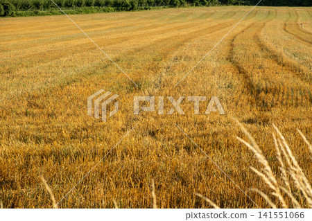Harvested golden wheat field stubble with curved rows in summer Harvested golden wheat field stubble with curved rows in summer 141551066