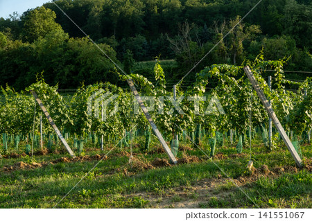 Healthy Green Grapevines Growing in Rows at a Vineyard on a Sunny Summer Day Healthy Green Grapevines Growing in Rows at a Vineyard on a Sunny Summer Day 141551067