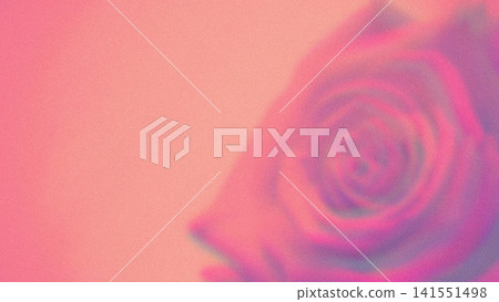 Single rose bloom is being shown in soft-focus macro illustration, with pink-purple spiral grain Single rose bloom is being shown in soft-focus macro illustration, with pink-purple spiral grain 141551498