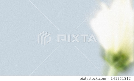 Minimalist white flower bud is being shown at right on pale blue textured backdrop, copy space Minimalist white flower bud is being shown at right on pale blue textured backdrop, copy space 141551512