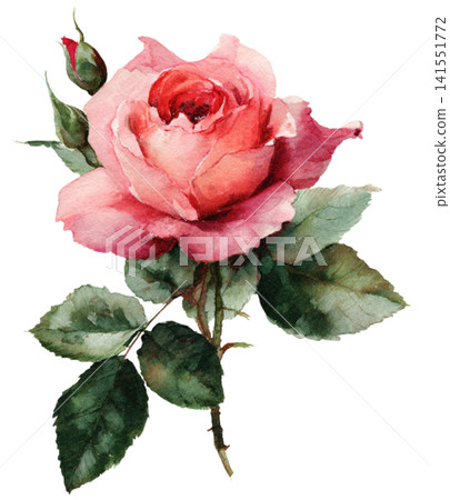 rose rose 141551772