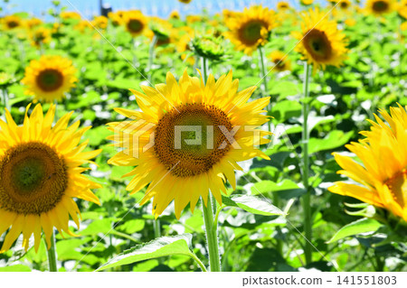 Sunflower, sunflower, sunflower Sunflower, sunflower, sunflower 141551803