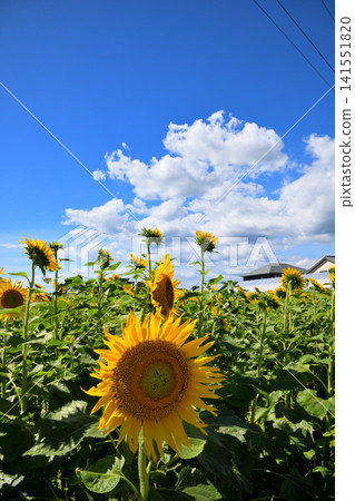 向日葵,向日葵,向日葵 向日葵,向日葵,向日葵 141551820