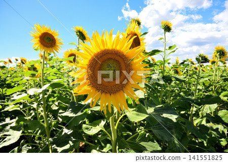 Sunflower, sunflower, sunflower Sunflower, sunflower, sunflower 141551825