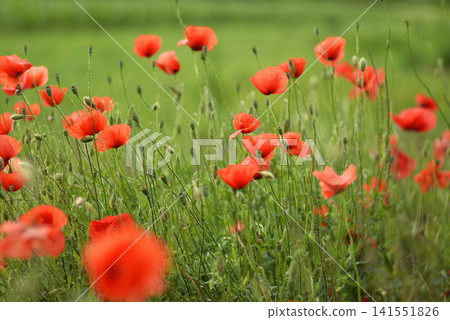 Vibrant red poppy flowers field backdrop photo Vibrant red poppy flowers field backdrop photo 141551826