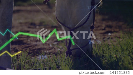 Grazing light-colored horse wearing dark halter and lead rope in pasture, displaying overlay charts Grazing light-colored horse wearing dark halter and lead rope in pasture, displaying overlay charts 141551885
