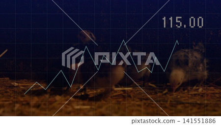 Standing and moving three chicks pecking and exploring straw in brood pen, with grid overlay 115 Standing and moving three chicks pecking and exploring straw in brood pen, with grid overlay 115 141551886