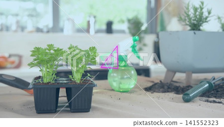 Showing black tray with two herb sprouts on paper-counter in kitchen, with spray, soil, copy space Showing black tray with two herb sprouts on paper-counter in kitchen, with spray, soil, copy space 141552323