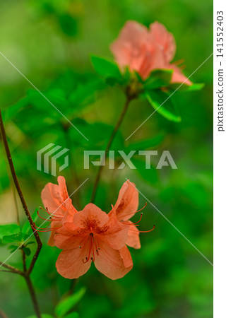 Yamato azalea Yamato azalea 141552403