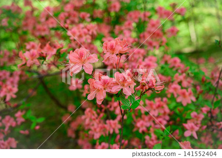 Yamato azalea Yamato azalea 141552404