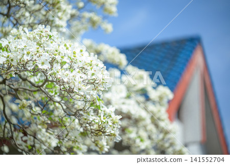 White dogwood 141552704
