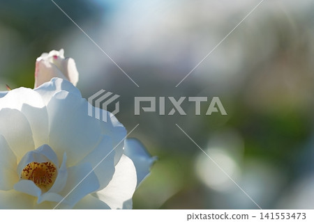 Translucent white roses and soft bokeh Translucent white roses and soft bokeh 141553473