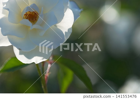 A close-up of a white rose shining in the light. A close-up of a white rose shining in the light. 141553476