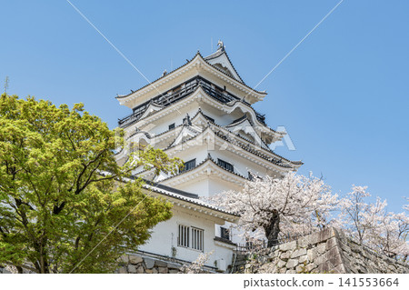 春季的福山城天守閣,廣島縣福山市 春季的福山城天守閣,廣島縣福山市 141553664