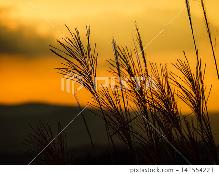Plumes of pampas grass swaying in the wind in an autumn evening field. Plumes of pampas grass swaying in the wind in an autumn evening field. 141554221