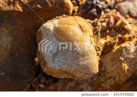 Ancient brachiopod fossil shell embedded in a textured rock surface, detailed prehistoric marine mollusk remains resting on a sandy quarry floor under warm sunlight Ancient brachiopod fossil shell embedded in a textured rock surface, detailed prehistoric marine mollusk remains resting on a sandy quarry floor under warm sunlight 141554808