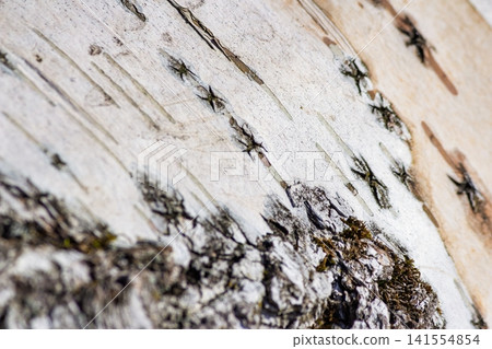 Macro view of weathered birch bark, revealing intricate textures and natural patterns, with a hint of moss clinging to rough patches Macro view of weathered birch bark, revealing intricate textures and natural patterns, with a hint of moss clinging to rough patches 141554854