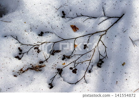 Intricate texture of sparkling melting snow, adorned with dormant branches and scattered natural debris. Early spring's crisp thaw Intricate texture of sparkling melting snow, adorned with dormant branches and scattered natural debris. Early spring's crisp thaw 141554872